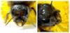 Osmia tricornis